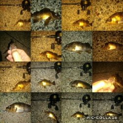 獰猛なメバル達